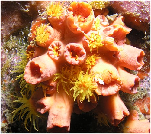 Coral polyps