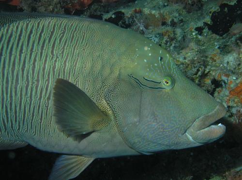 A Napolean wrasse in the overhang at Kuda Rah Thila