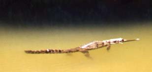 Crocodile